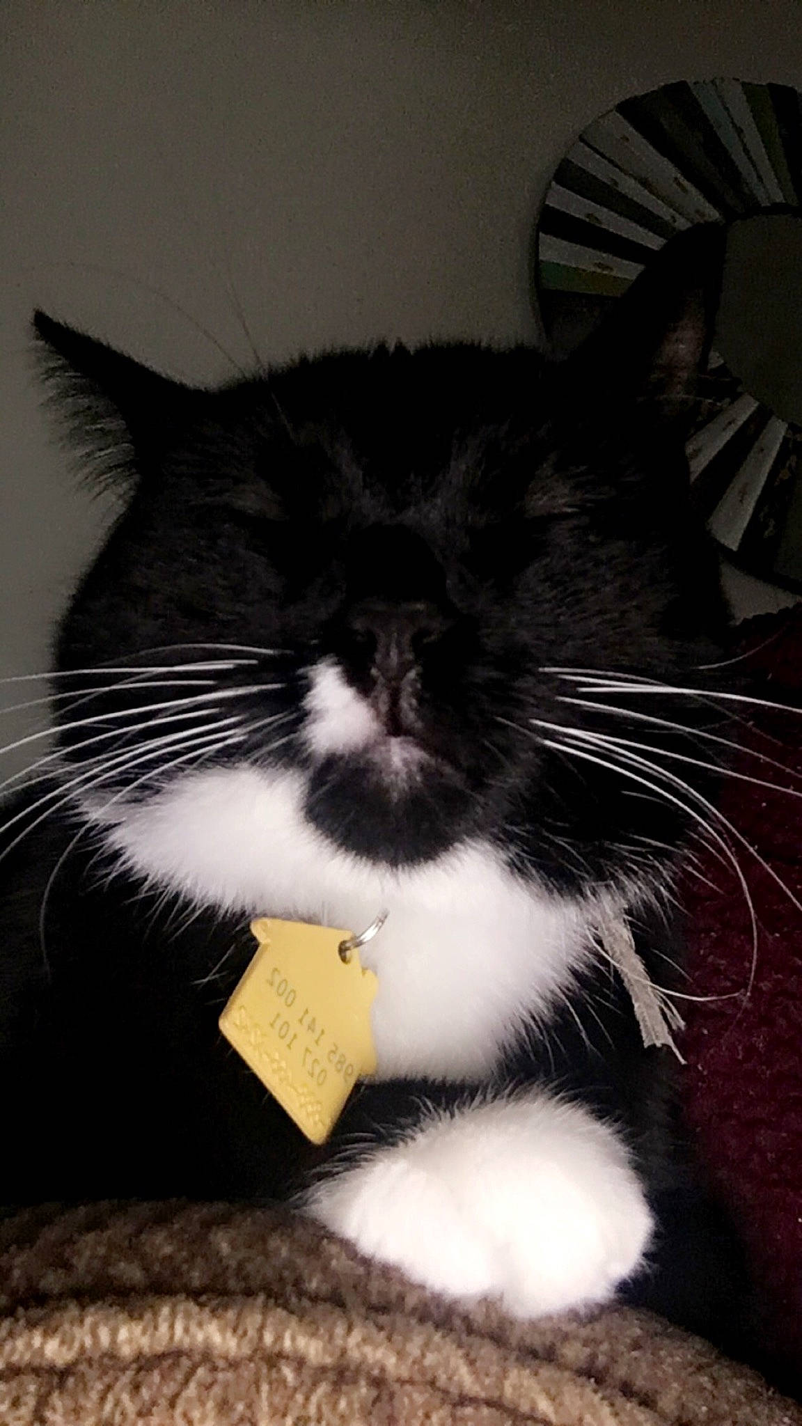 Lea is registered to the contest to win money with this photo: carnivore, cat, comfort, felidae, fur, monochrome, monochrome_photography, small_to_medium_sized_cats, snout, still_life_photography, style, tail, whiskers