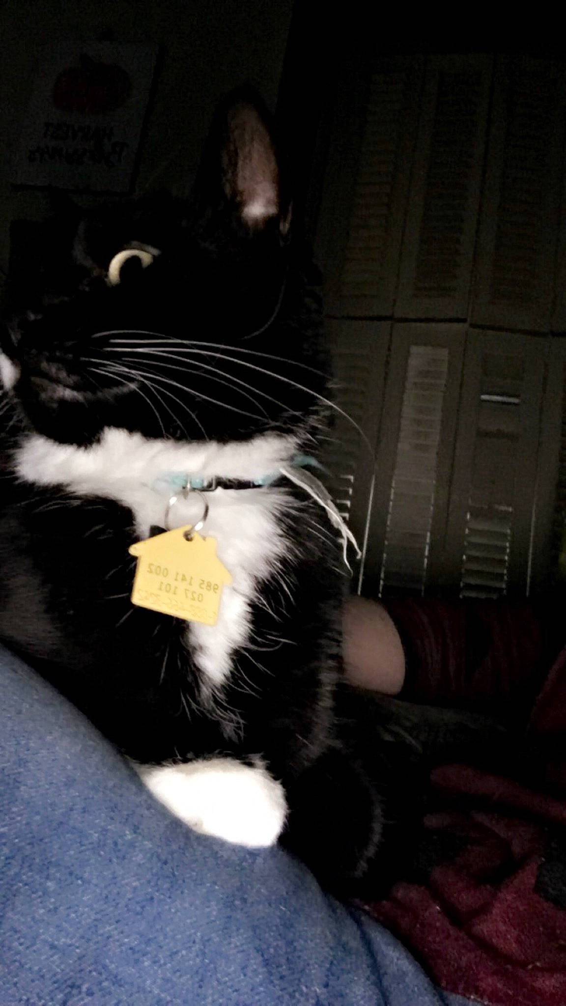 Lea joined the competition — help win amazing prizes! black_cat, carnivore, cat, claw, comfort, domestic_short_haired_cat, door, felidae, foot, fur, mammal, monochrome, monochrome_photography, paw, sitting, small_to_medium_sized_cats, snout, tail, whiskers