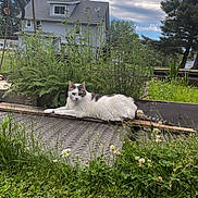 Jasmine joined the competition — help win amazing prizes! cat, white_cat, gray_cat, garden, plants, flowers, clover, grass, wooden_plank, house, sky, cloudy_sky, outdoor, nature, relaxed, pet, animal, greenery, fence, daylight