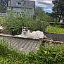 cat, white_cat, gray_cat, garden, plants, flowers, clover, grass, wooden_plank, house, sky, cloudy_sky, outdoor, nature, relaxed, pet, animal, greenery, fence, daylight