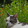 Jasmine is registered to the contest to win money with this photo: cat, animal, pet, feline, outdoor, garden, plants, greenery, flowers, nature, relaxing, resting, fur, whiskers, ears, closeup, summer, leaf, wildlife, peaceful