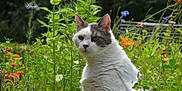 Jasmine is registered to the contest to win money with this photo: cat, garden, flowers, greenery, outdoor, nature, white_cat, gray_cat, pet, animal, flora, plant, leaf, wildflower, calm, sitting, feline, closeup, daylight, peaceful
