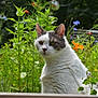 cat, garden, flowers, greenery, outdoor, nature, white_cat, gray_cat, pet, animal, flora, plant, leaf, wildflower, calm, sitting, feline, closeup, daylight, peaceful