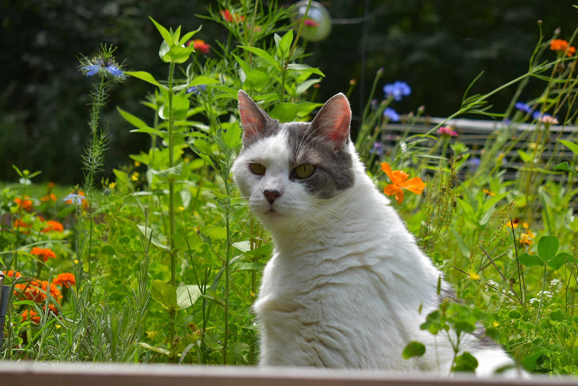 Jasmine is registered to the contest to win money with this photo: cat, garden, flowers, greenery, outdoor, nature, white_cat, gray_cat, pet, animal, flora, plant, leaf, wildflower, calm, sitting, feline, closeup, daylight, peaceful