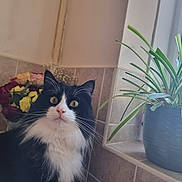 Wolfie joined the competition — help win amazing prizes! cat, black_and_white, flower_bouquet, roses, potted_plant, window, kitchen_counter, tile_wall, indoor, pet, whiskers, curious, greenery, natural_light, houseplant, domestic, feline, fur, alert, close_up