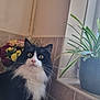 cat, black_and_white, flower_bouquet, roses, potted_plant, window, kitchen_counter, tile_wall, indoor, pet, whiskers, curious, greenery, natural_light, houseplant, domestic, feline, fur, alert, close_up
