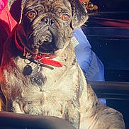 Bonnie is registered to the contest to win money with this photo: adorable, animal, brindle, chair, closeup, collar, companion, cute, dog, facing_forward, fur, heart, indoor, paw, pet, portrait, pug, relaxed, sitting, sunlight