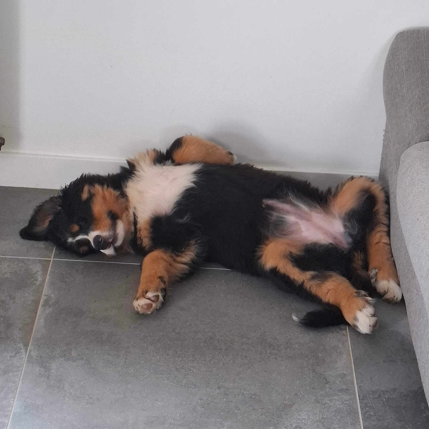 Véga a rejoint le concours — aidez-le/la à gagner de superbes lots ! animal, appenzeller, architecture, building, canine, cat, chair, cockerspaniel, collie, couch, dog, furniture, indoors, interiordesign, livingroom, person, pet, puppy, room, sleeping
