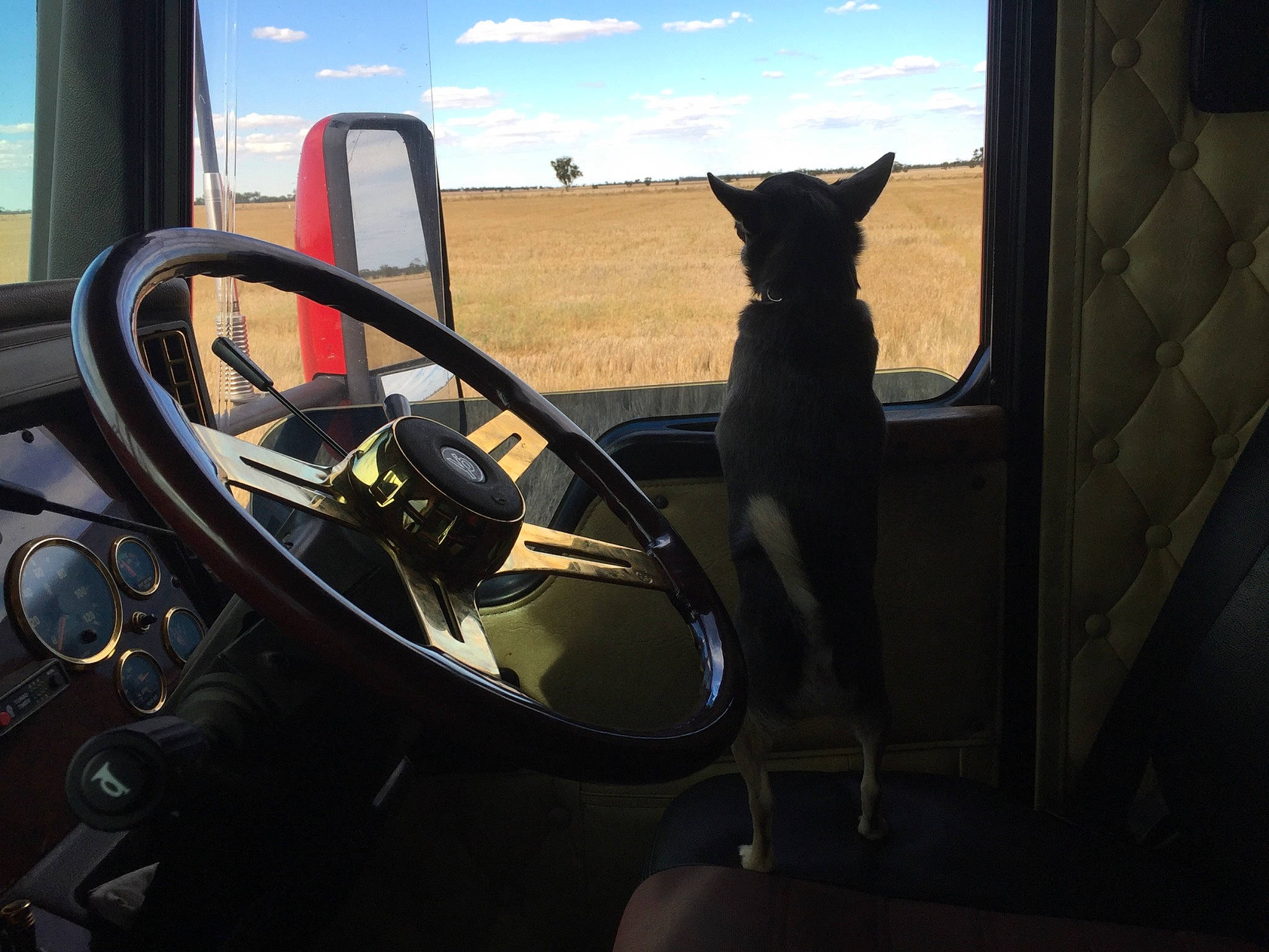 Mack is registered to the contest to win money with this photo: auto_part, automotive_design, automotive_exterior, automotive_mirror, car, carnivore, cloud, dog, door, motor_vehicle, plant, sky, steering_part, steering_wheel, tints_and_shades, vehicle, vehicle_door, wheel, window, windshield