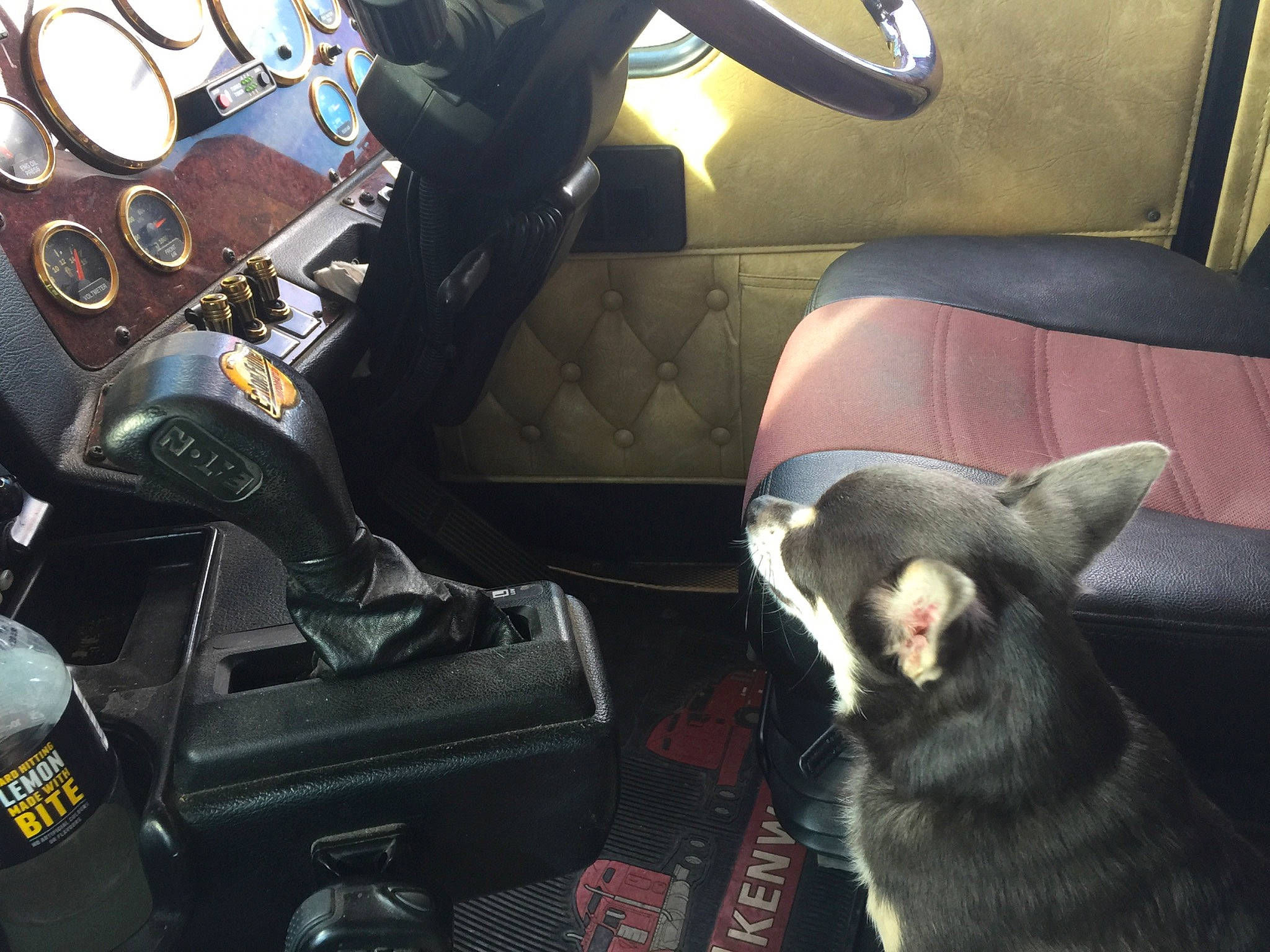 Mack joined the competition — help win amazing prizes! auto_part, automotive_design, black, car_seat, car_seat_cover, carnivore, comfort, companion_dog, dog, dog_breed, felidae, head_restraint, motor_vehicle, personal_luxury_car, small_to_medium_sized_cats, steering_wheel, vehicle, vehicle_door, whiskers, window