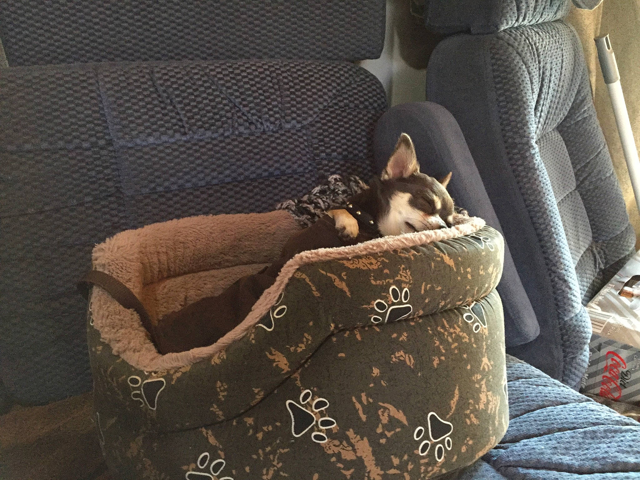 Mack joined the competition — help win amazing prizes! armrest, carnivore, cat_supply, club_chair, comfort, companion_dog, dog, dog_breed, fawn, felidae, fur, interior_design, linens, living_room, pattern, room, small_to_medium_sized_cats, tints_and_shades, whiskers, window