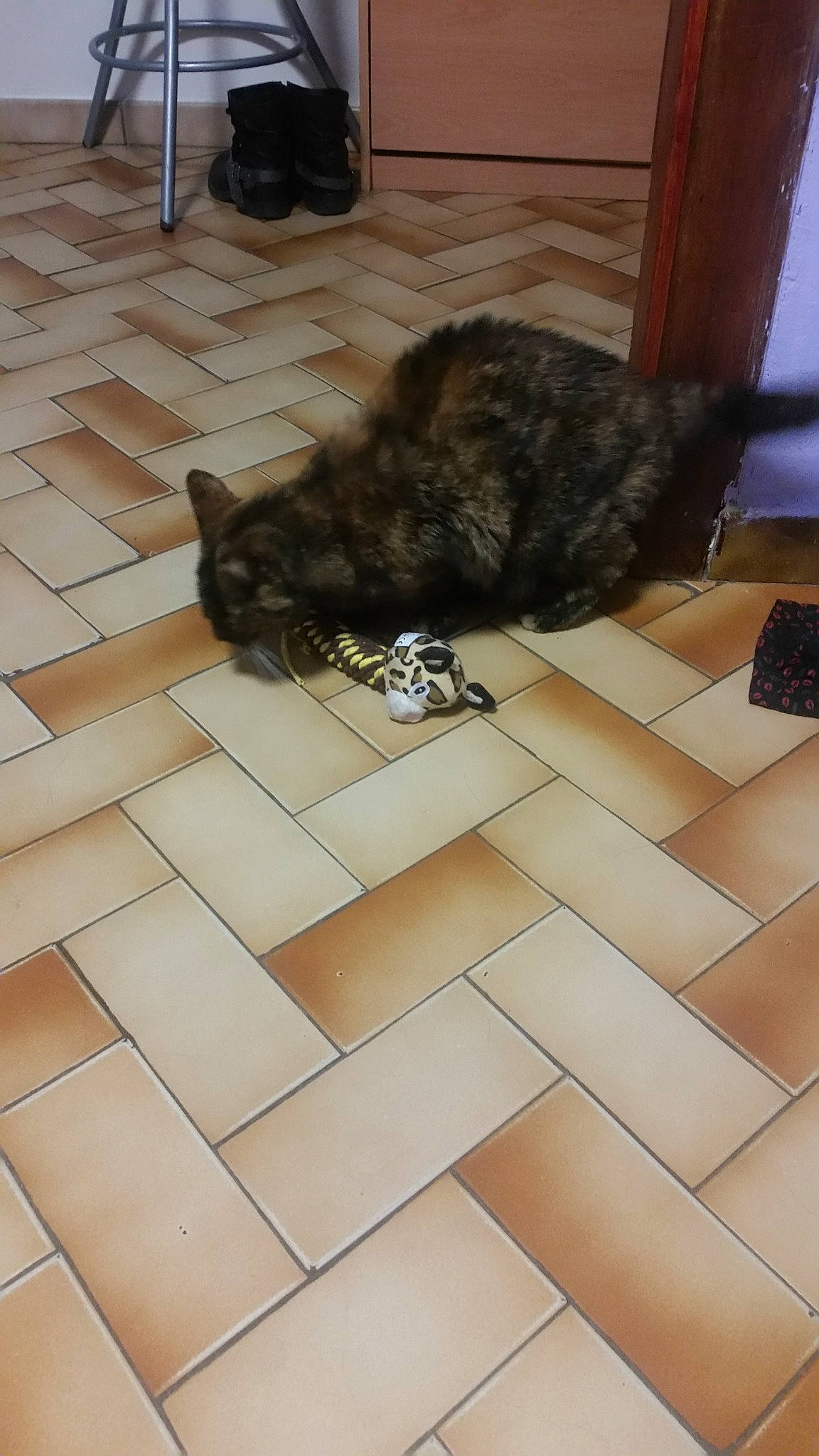 Taly a rejoint le concours — aidez-le/la à gagner de superbes lots ! carnivore, cat, domestic_short_haired_cat, european_shorthair, fawn, felidae, floor, flooring, hardwood, kitten, kurilian_bobtail, laminate_flooring, small_to_medium_sized_cats, tail, tile, whiskers, wood