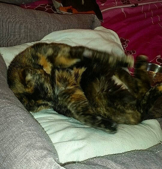 Taly participe au concours pour gagner de l'argent avec cette photo : bed, carnivore, cat, dragon_li, european_shorthair, felidae, fur, kitten, nap, sleep, small_to_medium_sized_cats, tabby_cat, tail, whiskers