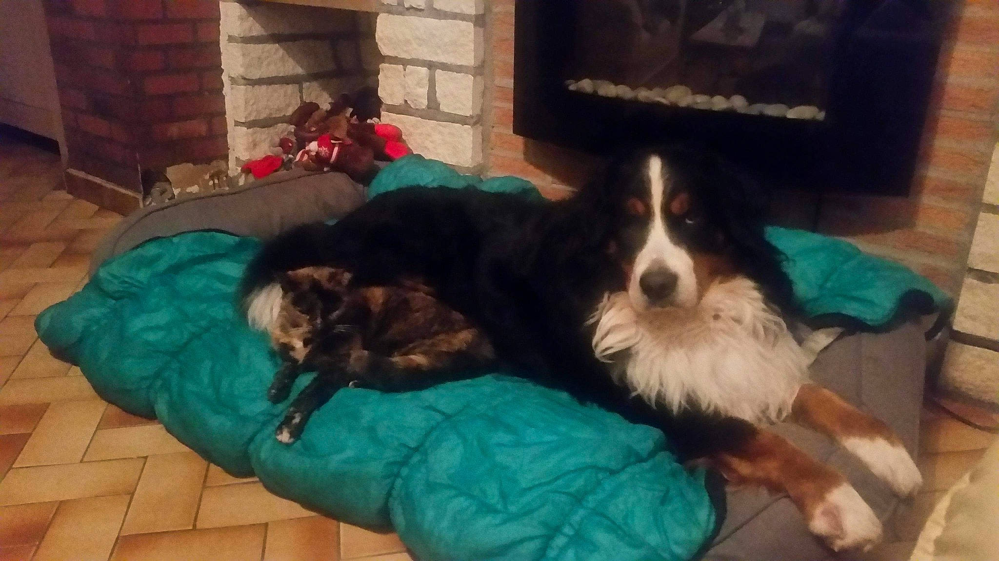 Taly a rejoint le concours — aidez-le/la à gagner de superbes lots ! australian_shepherd, bernese_mountain_dog, border_collie, canidae, carnivore, companion_dog, dog, dog_breed, english_shepherd, mammal, sporting_group, vertebrate