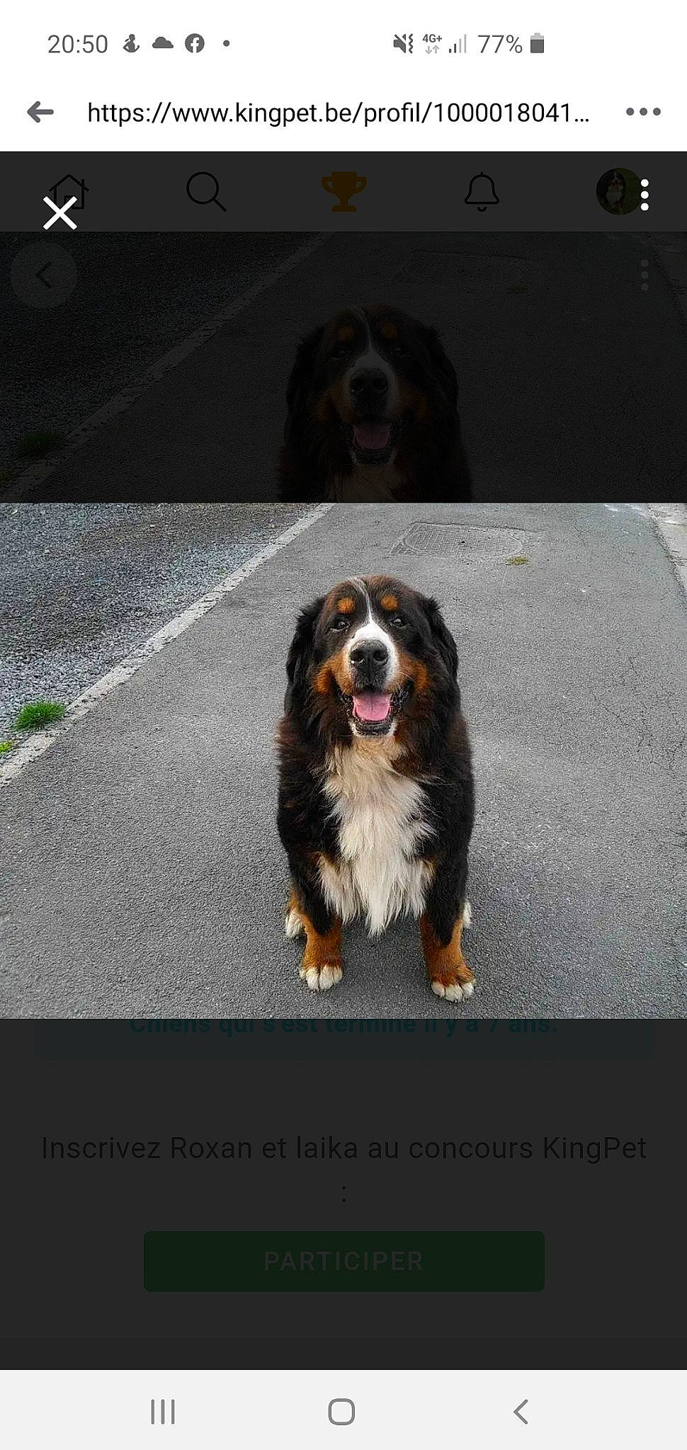 Roxan participe au concours pour gagner de l'argent avec cette photo : australian_shepherd, bernese_mountain_dog, canidae, carnivore, dog, dog_breed, giant_dog_breed, mammal, photo_caption, photography, working_dog