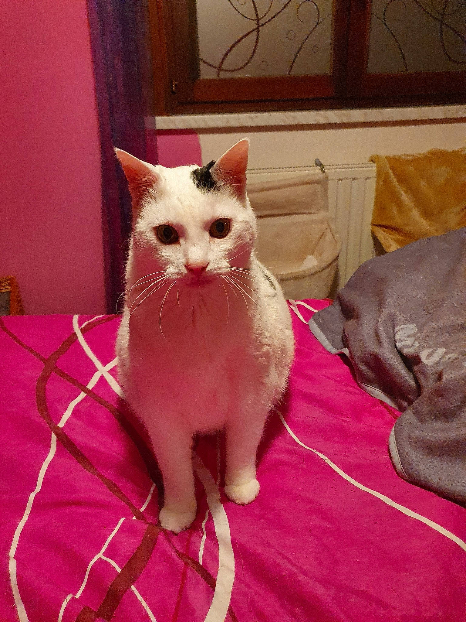 Milky a rejoint le concours — aidez-le/la à gagner de superbes lots ! asian, carnivore, cat, colorpoint_shorthair, domestic_short_haired_cat, fawn, felidae, german_rex, khao_manee, kitten, mammal, ojos_azules, pink, small_to_medium_sized_cats, tail, thai, vertebrate, whiskers