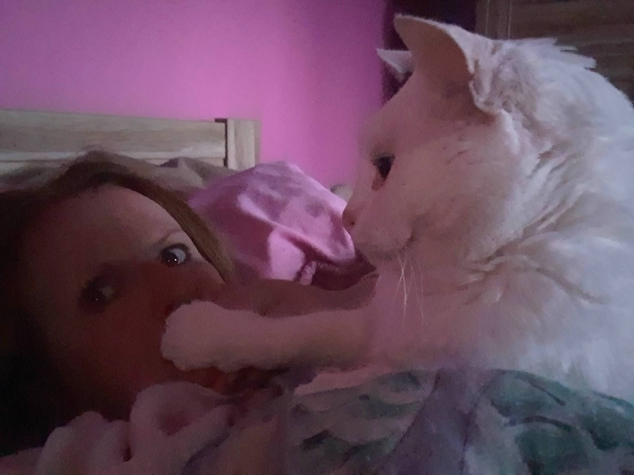 Milky a rejoint le concours — aidez-le/la à gagner de superbes lots ! carnivore, cat, ear, eye, felidae, fur, mouth, nose, pink, ragdoll, skin, small_to_medium_sized_cats, snout, turkish_angora, turkish_van, whiskers