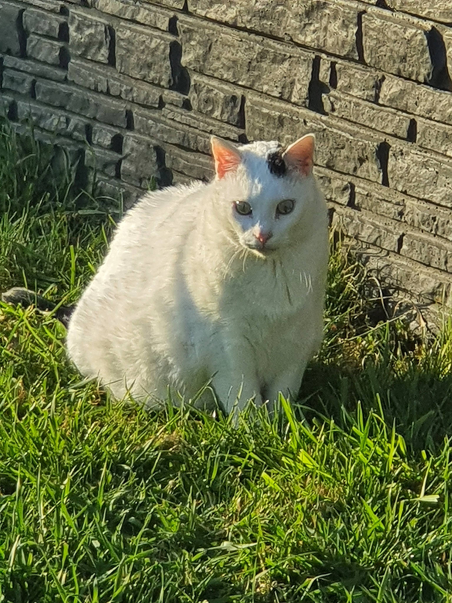 Milky a rejoint le concours — aidez-le/la à gagner de superbes lots ! carnivore, cat, domestic_short_haired_cat, eye, felidae, grass, mammal, plant, ragdoll, small_to_medium_sized_cats, tail, turkish_angora, turkish_van, whiskers