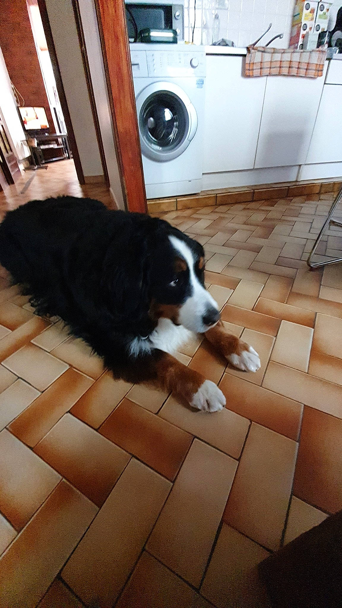 Bebe a rejoint le concours — aidez-le/la à gagner de superbes lots ! bernese_mountain_dog, border_collie, canidae, carnivore, companion_dog, dog, dog_breed, greater_swiss_mountain_dog, mammal, snout, sporting_group, vertebrate, working_dog