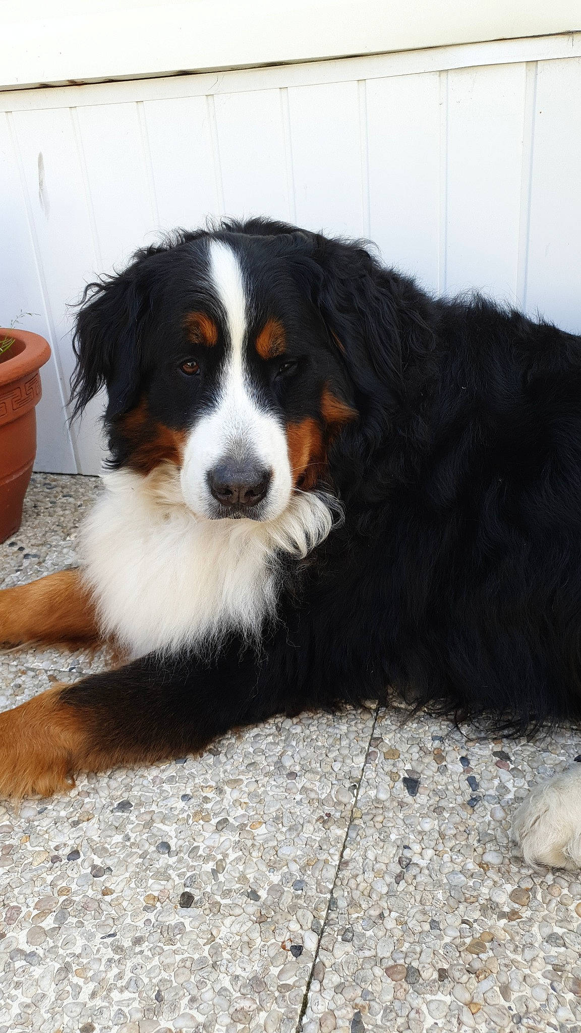 Bebe participe au concours pour gagner de l'argent avec cette photo : appenzeller_sennenhund, australian_collie, bernese_mountain_dog, canidae, carnivore, companion_dog, dog, dog_breed, english_shepherd, greater_swiss_mountain_dog, mammal, rare_breed_dog, sporting_group, vertebrate, working_dog