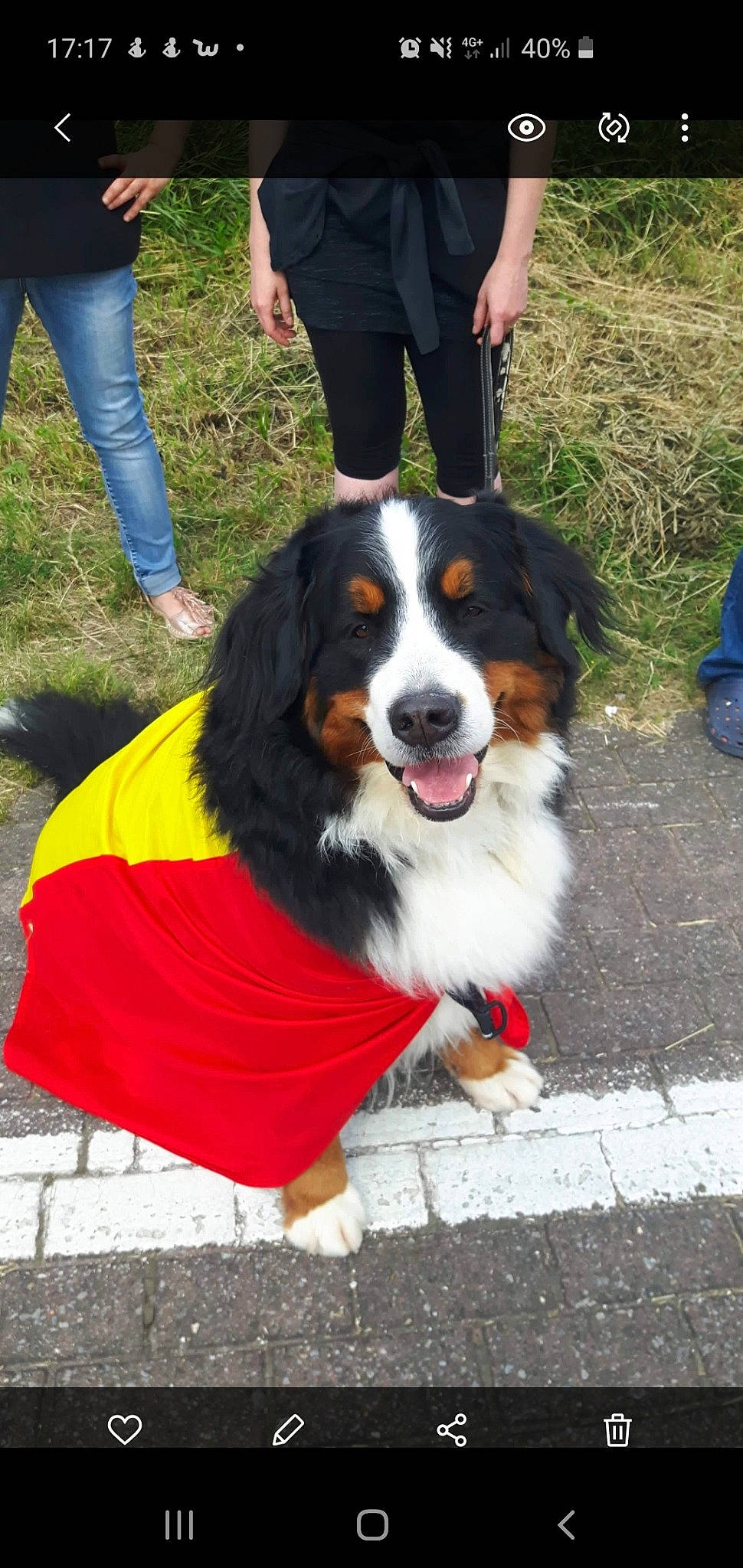 Bebe participe au concours pour gagner de l'argent avec cette photo : appenzeller_sennenhund, australian_collie, australian_shepherd, bernese_mountain_dog, canidae, carnivore, companion_dog, dog, dog_breed, english_shepherd, entlebucher_mountain_dog, greater_swiss_mountain_dog, mammal, rare_breed_dog, sporting_group, vertebrate, working_dog