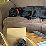dog, black_dog, sleeping, couch, brown_couch, red_collar, cardboard_box, remote_control, wooden_table, paper_towel, indoor, pet, relaxing, tongue_out, living_room, furniture, resting, cozy, home, nap