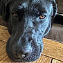 dog, black_dog, close_up, resting, wooden_surface, indoor, pet, canine, face, animal, fur, nose, eyes, portrait, calm, relaxed, snout, whiskers, brown_eyes, laying_down