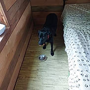 Happy is registered to the contest to win money with this photo: dog, black_dog, wooden_floor, bed, bedding, paw_print_pattern, food_bowl, kibble, wooden_wall, indoor, pet, animal, looking_up, collar, flooring, bedroom, canine, home, domestic, curious