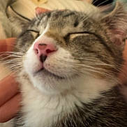 Ollie joined the competition — help win amazing prizes! cat, tabby, close_up, pet, relaxed, pink_nose, whiskers, fur, animal, sleepy, domestic_cat, face, muzzle, ear, indoor, hand, comfort, cute, feline, cozy