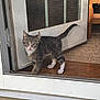 Ollie joined the competition — help win amazing prizes! kitten, cat, tabby, white_paws, mesh_screen, door, indoor, wooden_floor, curious, pet, animal, feline, young, exploring, domestic, window, screen_door, walking, whiskers, ears