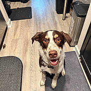 Whiskey joined the competition — help win amazing prizes! dog, brown_and_white, happy, smiling, pet, indoor, floor, kitchen, mat, looking_up, ears, canine, animal, fur, friendly, waiting, domestic, tongue, paws, companion