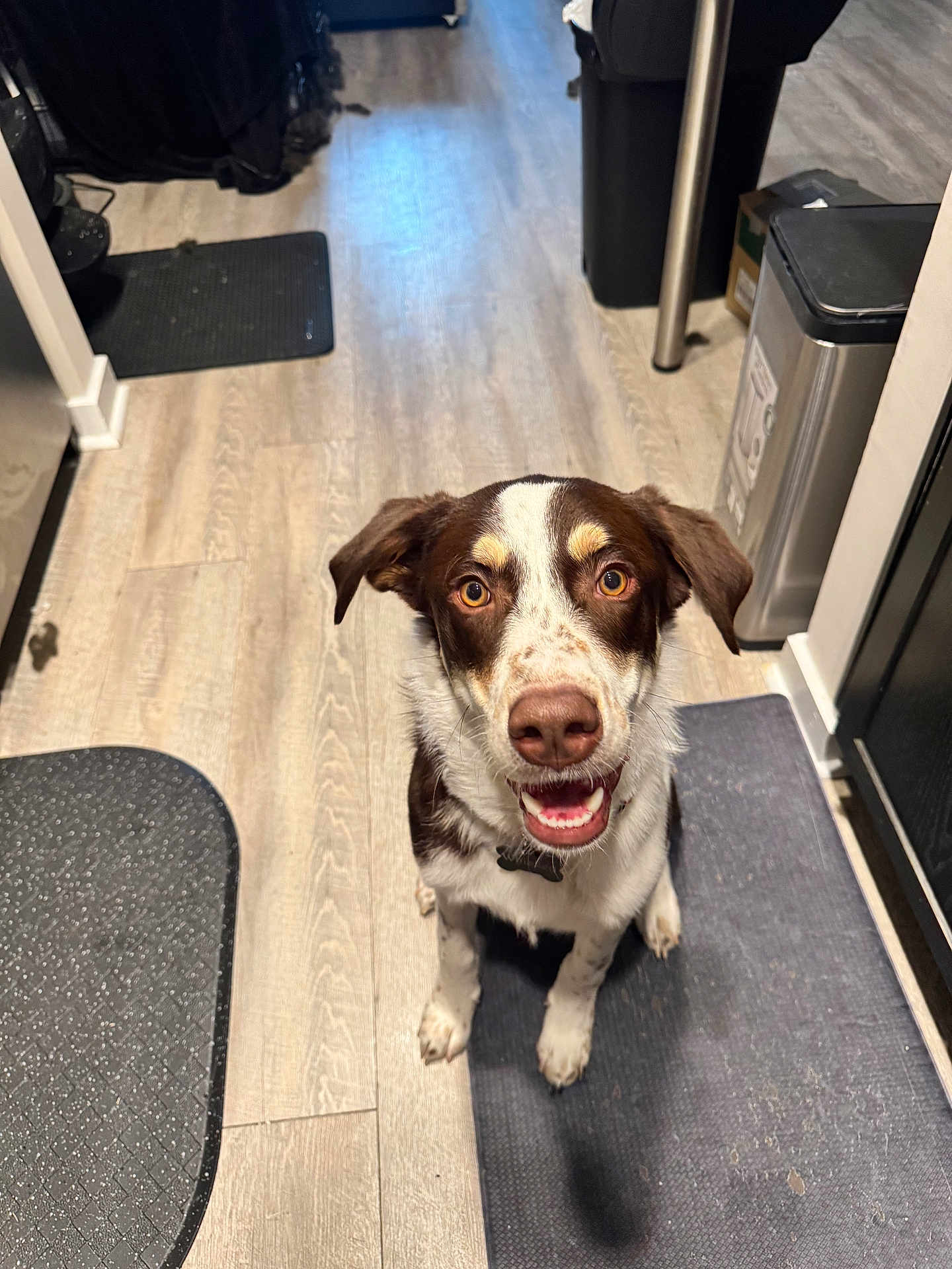 Whiskey joined the competition — help win amazing prizes! dog, brown_and_white, happy, smiling, pet, indoor, floor, kitchen, mat, looking_up, ears, canine, animal, fur, friendly, waiting, domestic, tongue, paws, companion