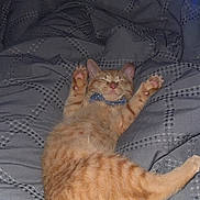 Enzo joined the competition — help win amazing prizes! cat, kitten, orange_tabby, sleeping, paws_up, bow_tie, blanket, bed, cozy, fur, cute, pet, indoor, relaxed, resting, whiskers, tail, pink_nose, closed_eyes, soft