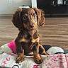 animal, blanket, brown_dog, canine, cozy, curious, cute, dog, domestic_animal, flooring, floppy_ears, furniture, indoors, living_room, pet, portrait, puppy, sitting, small_dog, young_dog