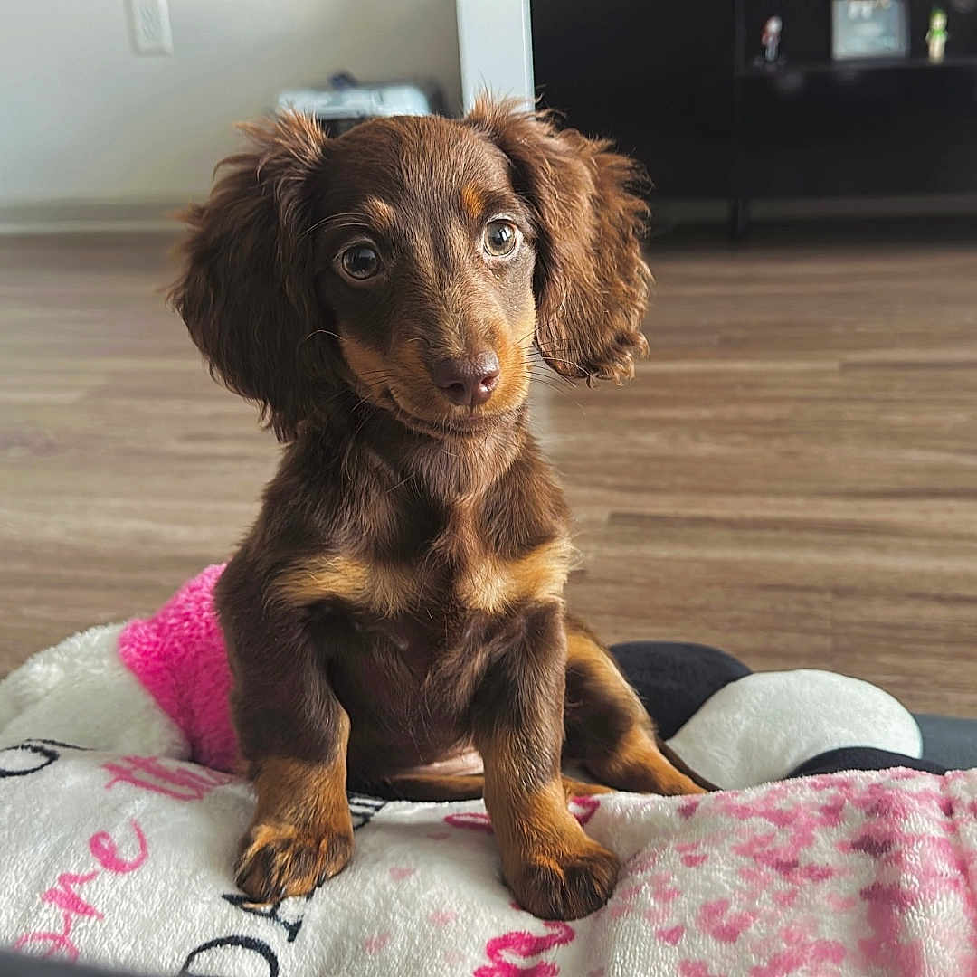 Mochi
