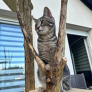 Oscar a rejoint le concours — aidez-le/la à gagner de superbes lots ! cat, gray_tabby, wood, branches, outdoor, house, window, chair, pet, animal, fur, whiskers, paws, curious, perched, nature, daylight, wooden_platform, domestic_cat, calm