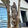 cat, gray_tabby, wood, branches, outdoor, house, window, chair, pet, animal, fur, whiskers, paws, curious, perched, nature, daylight, wooden_platform, domestic_cat, calm