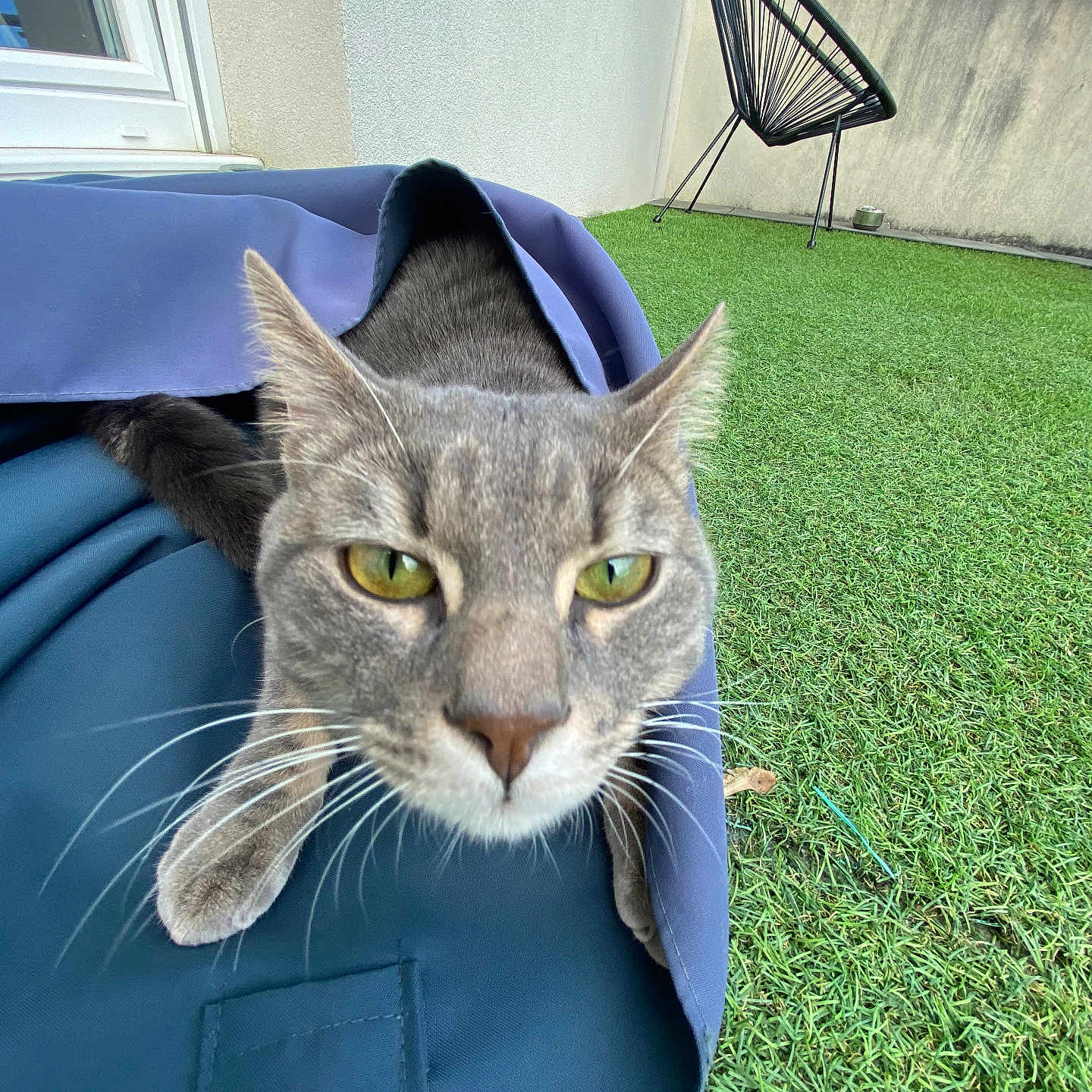 Oscar a rejoint le concours — aidez-le/la à gagner de superbes lots ! animal, artificial_grass, bag, balcony, blue, cat, chair, close_up, curious, daylight, domestic_cat, feline, gray_cat, modern_chair, outdoor, pet, playful, sky, whiskers, window