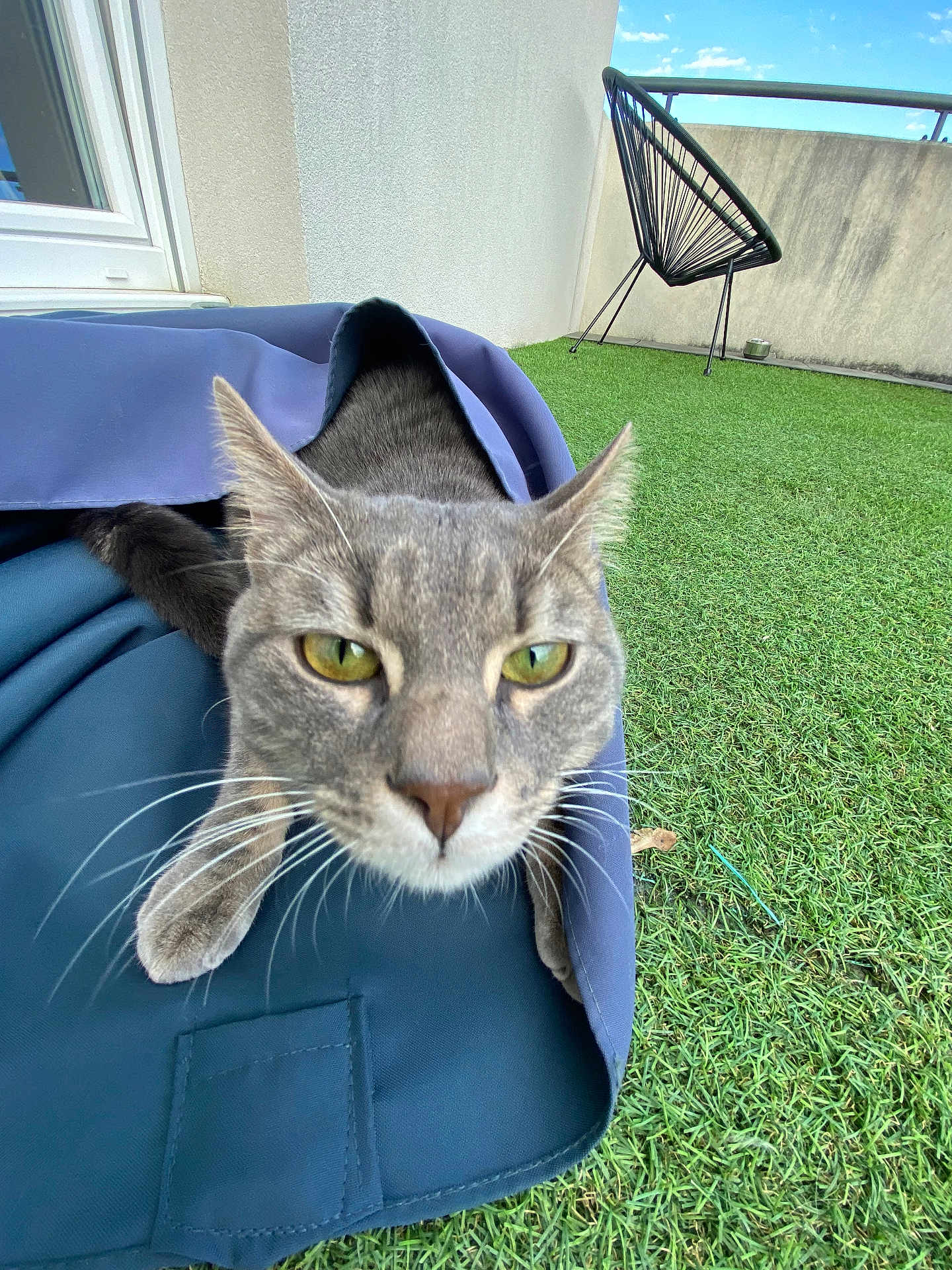 Oscar