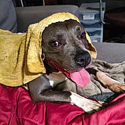 Perla a rejoint le concours — aidez-le/la à gagner de superbes lots ! animal, blanket, brown_dog, canine, closeup, comfort, couch, dog, domestic, fur, happy, indoor, laying_down, paw, pet, relaxed, resting, smiling, tongue_out, towel