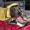 animal, blanket, brown_dog, canine, closeup, comfort, couch, dog, domestic, fur, happy, indoor, laying_down, paw, pet, relaxed, resting, smiling, tongue_out, towel