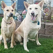 Mia And Bear is registered to the contest to win money with this photo: dog, dogs, pets, animals, grass, garden, outdoor, nature, happy, tongue_out, collar, blue_door, flowers, decorations, stone_wall, sunlight, ears_up, sitting, canine, yard