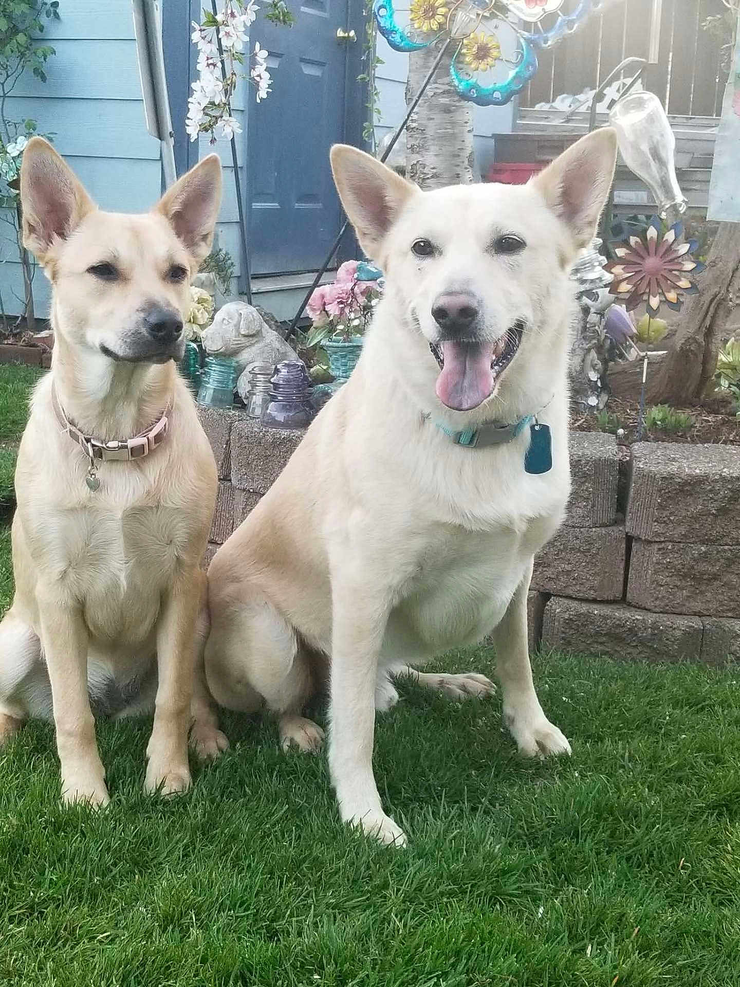 Mia And Bear is registered to the contest to win money with this photo: dog, dogs, pets, animals, grass, garden, outdoor, nature, happy, tongue_out, collar, blue_door, flowers, decorations, stone_wall, sunlight, ears_up, sitting, canine, yard