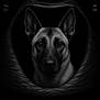 alert, animal, animal_portrait, black_and_white, canine, closeup, dark_background, dog, ears, eyes, face, fur, german_shepherd, headshot, looking_at_camera, monochrome, pet, photography, portrait, studio