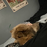 Leo is registered to the contest to win money with this photo: dog, brown_dog, fluffy, resting, indoor, bed, person, hand, clothing, poster, wall, tarot_card, the_star, black_clothing, blanket, cozy, companion, sleeping, animal, pet