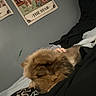 dog, brown_dog, fluffy, resting, indoor, bed, person, hand, clothing, poster, wall, tarot_card, the_star, black_clothing, blanket, cozy, companion, sleeping, animal, pet