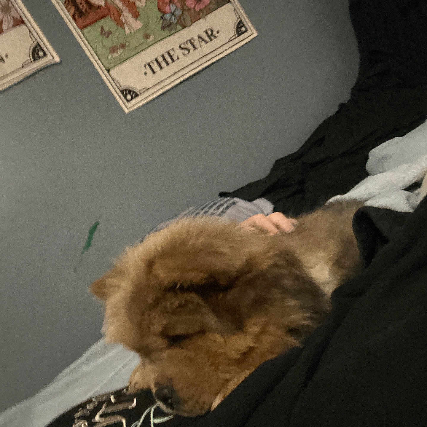 Leo