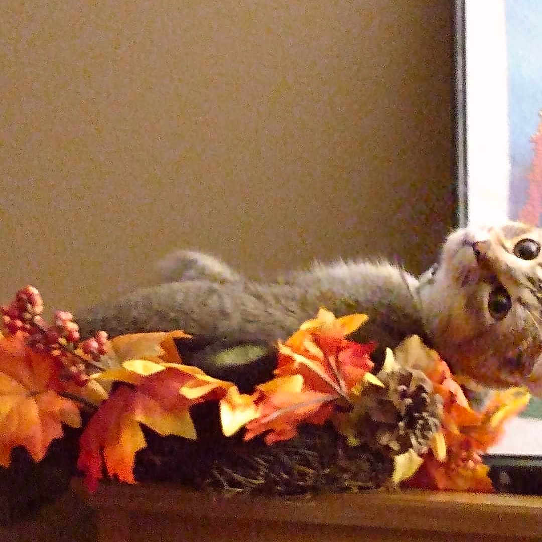 Panda joined the competition — help win amazing prizes! animal, cat, daisy, face, flower, flowerarrangement, head, jar, kitten, leaf, person, pet, petal, photography, plant, planter, portrait, pottedplant, pottery, vase