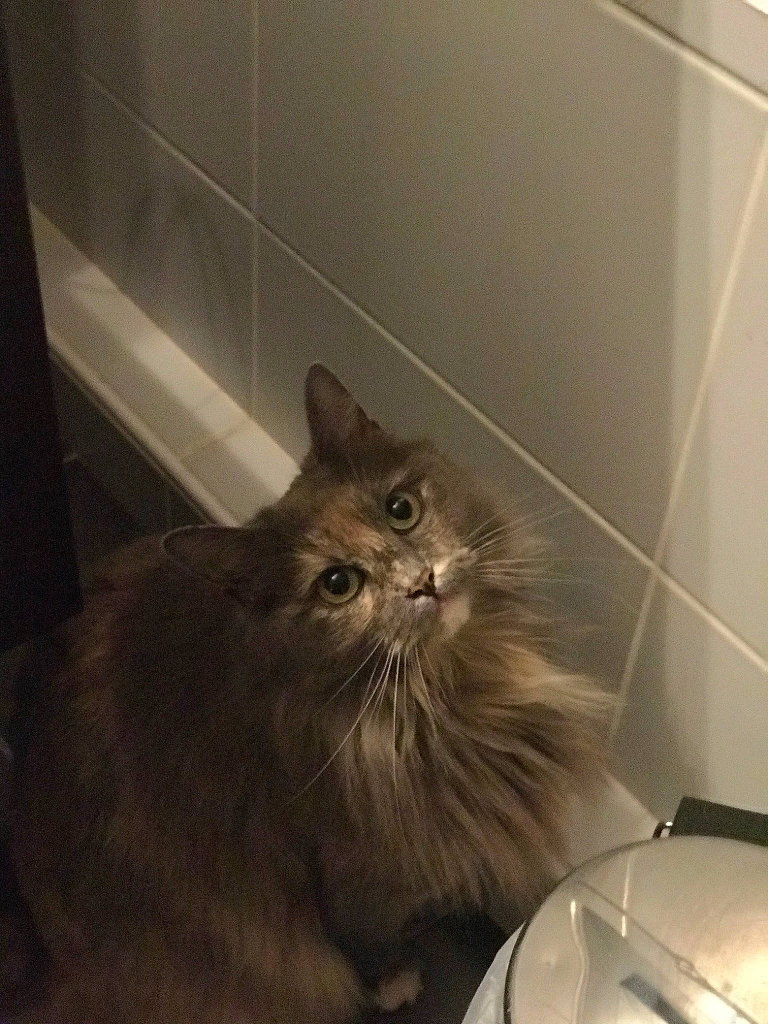 Nala participe au concours pour gagner de l'argent avec cette photo : british_longhair, cabinetry, carnivore, cat, comfort, domestic_short_haired_cat, felidae, flooring, fur, glass, hardwood, maine_coon, persian, small_to_medium_sized_cats, snout, tail, terrestrial_animal, whiskers, window, wood