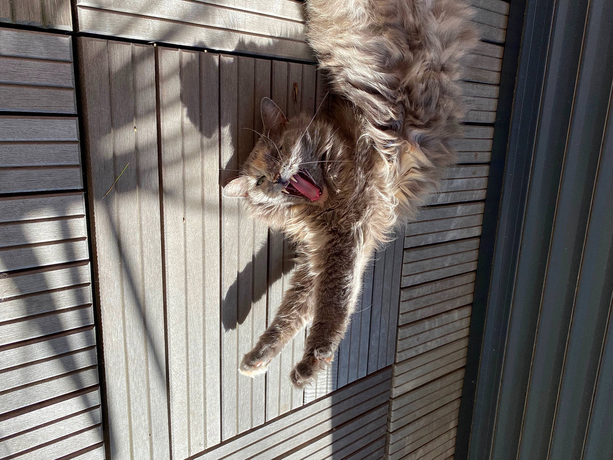 Nala a rejoint le concours — aidez-le/la à gagner de superbes lots ! animal_shelter, carnivore, collar, companion_dog, dog, dog_breed, dog_supply, fawn, felidae, fur, pet_supply, small_to_medium_sized_cats, snout, sporting_group, tail, terrier, toy_dog, whiskers, window, wood